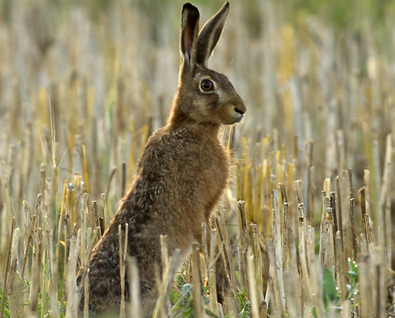 (c) Markus Jenny Feldhase im Getreidefeld