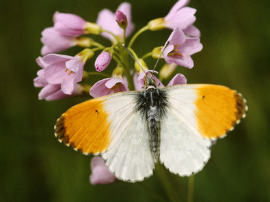 (c) Albert Krebs Aurorafalter