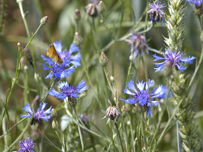 (c) Markus Jenny Kornblume