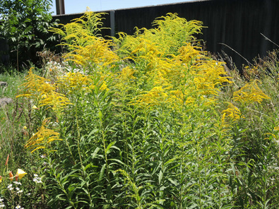 (c) Cornelia Kupferschmid