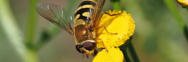 Schwebefliege auf gelbe Blume