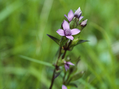 (c) Albert Krebs blühender Feldenzian