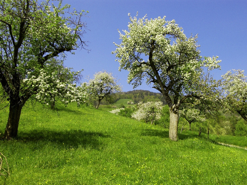 Hochstammbäume