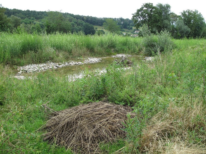 Tümpel in Wiese