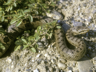 (c) Albert Krebs Schlingnatter