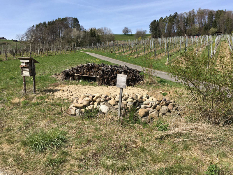 Eléments de structure dans la vigne