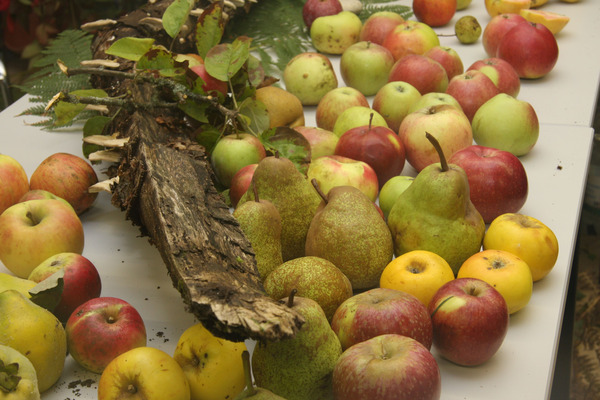 Poires et pommes de différentes couleurs sur une table