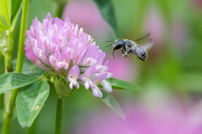 Biene fliegt eine Rotkleeblüte an