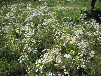 (c) Cornelia Kupferschmid