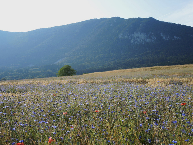 Kornblume und Mohn in Getreidefeld