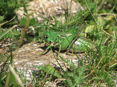 (c) Dominik Hagist Warzenbeisser