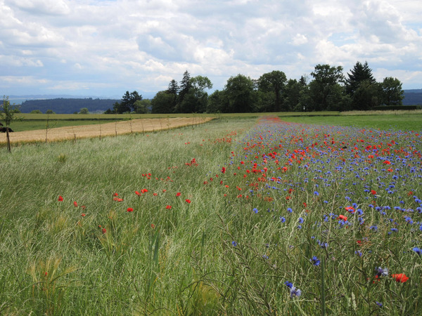 Blühstreifen mit roter Mohn und blauer Kornblume