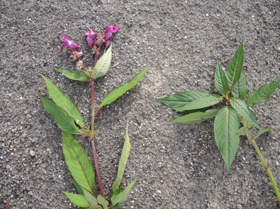 (c) Cornelia Kupferschmid