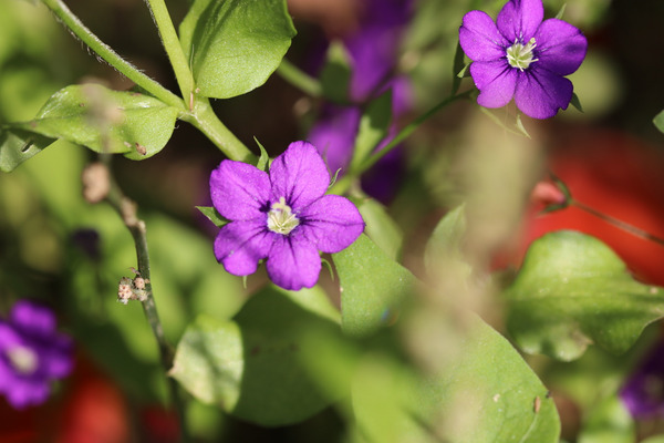 Fleurs violettes du Miroir de Vénus