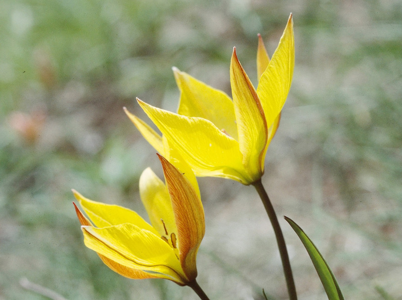 Weinbergtulpe