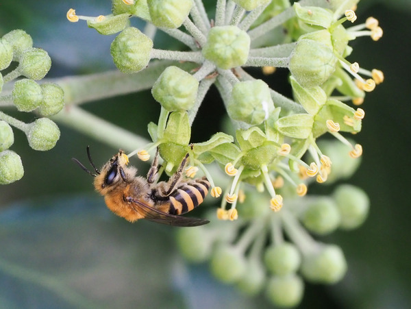 Collète du lierre, une abeille sauvage, sur un lierre en fleur