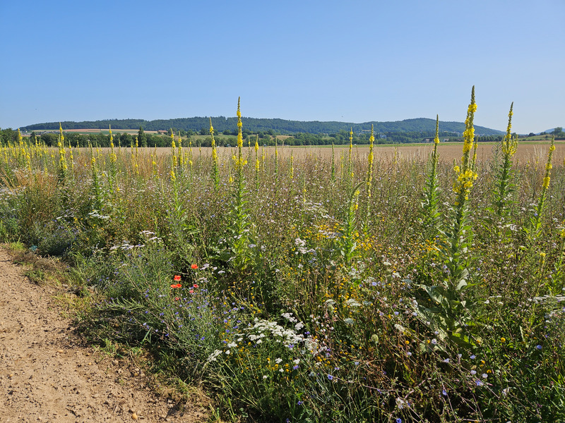 (c) Dominik Hagist Brache mit blühende Königskerzen