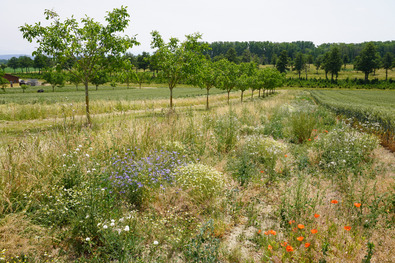 Baumreihe mit Blumenstreifen