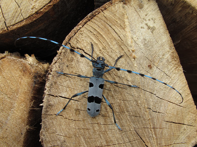 (c) Marc Kèry Rosalie des Alpes