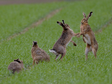 (c) Markus Jenny Feldhasen