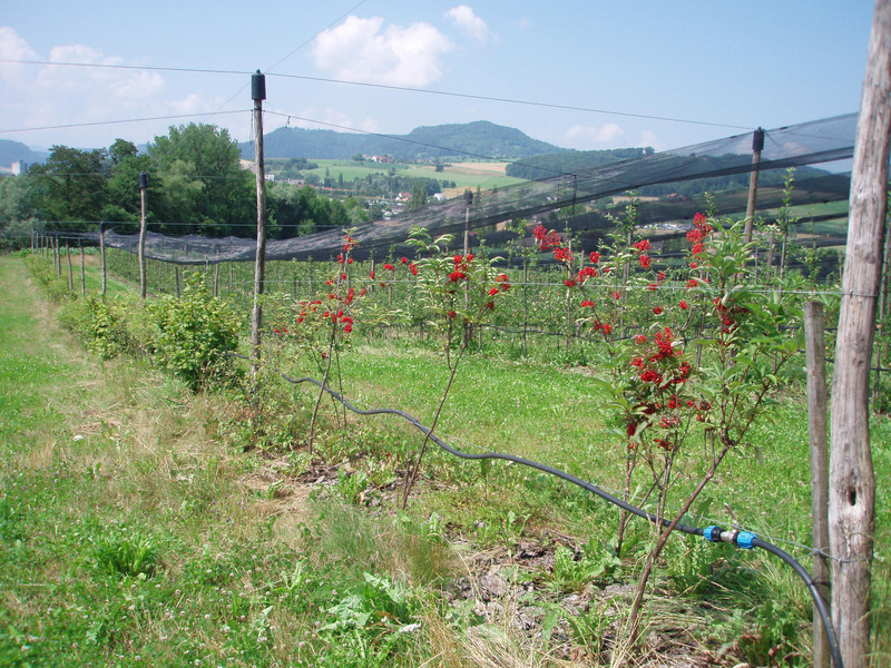 Hecke in Obstanlage