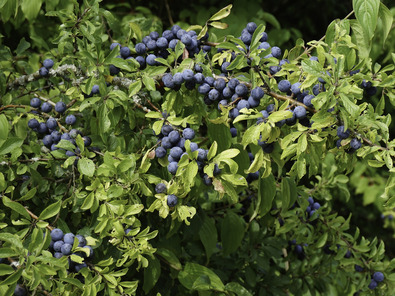 (c) Dominik Hagist Schwarzdorn