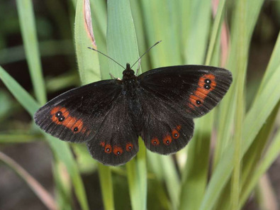 (c) Albert Krebs Moiré sylvicole