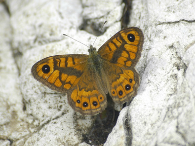 (c) Markus Jenny Mauerfuchs