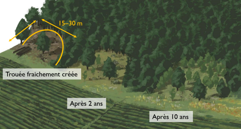 Illustration, qui montre comment "créer des brèches" comme méthode de valorisation des lisières