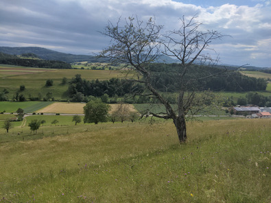 Toter Baum in Wiesen und Acker Landschaft