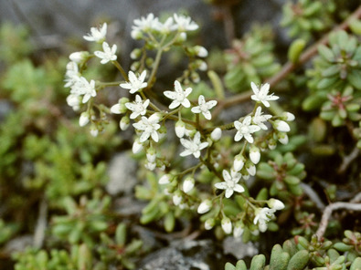 (c) Albert Krebs Weisser Mauerpfeffer