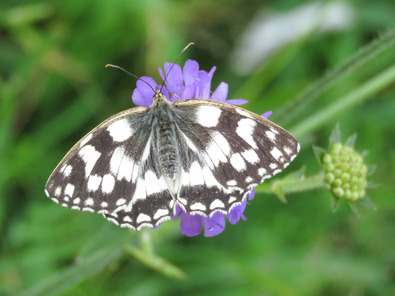 (c) Dominik Hagist Schachbrett