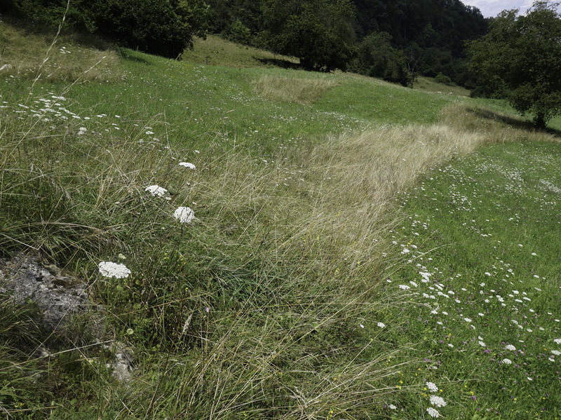 Wiese mit nicht gemähten Streifen als Rückzugsmöglichkeit