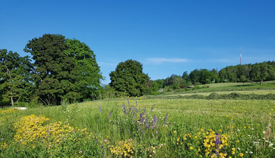 Blühstreifen in Landschaft mit Bäume und gemähter Wiesen