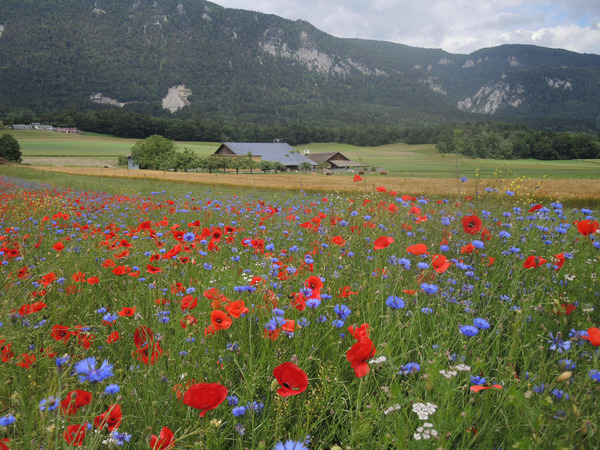 Bandes fleuries avec ferme et chaîne du Jura en arrière-fond