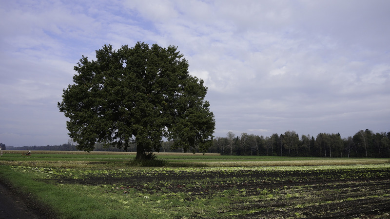 Einzelner Baum auf Wiese