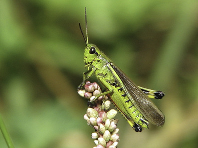 (c) Dominik Hagist Sumpfschrecke