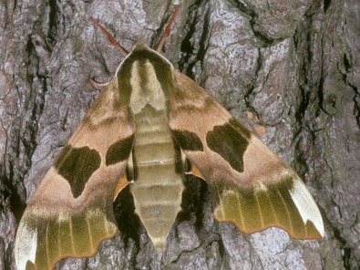 (c) Albert Krebs Lindenschwärmer