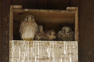 (c) Markus Jenni Nistkasten halb offen mit vier jungen Turmfalken