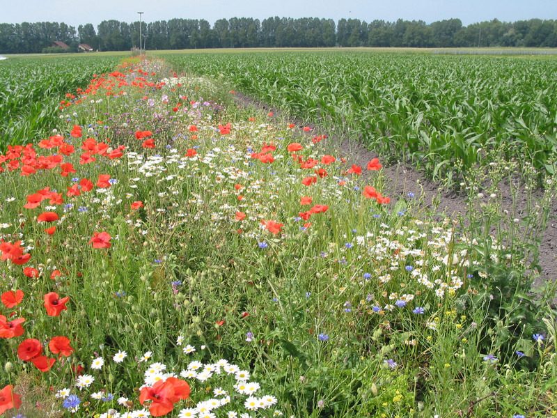 Buntbrache im Mais