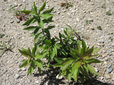 (c) Cornelia Kupferschmid