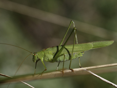 (c) Dominik Hagist Gemeine Sichelschrecke