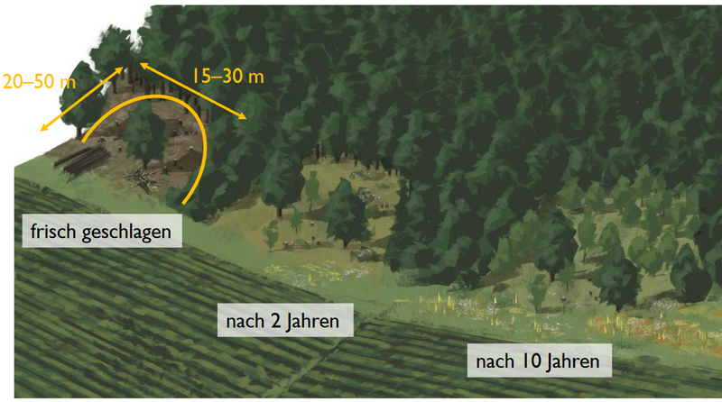 Illustration, die das "Buchten schlagen" als Waldrandaufwertungsmöglichkeit darstellt.