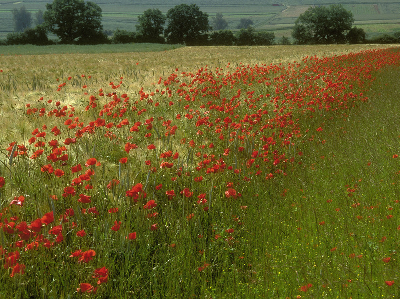 Ackerschonstreifen mit Mohn