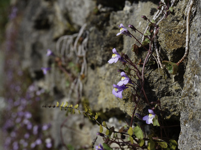 (c) Dominik Hagist Zimbelkraut