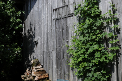 (c) Markus Jenny Holzfassade mit Begrünung durch Hopfen