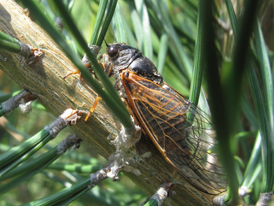 (c) W. Merishausen Cigale des montagnes