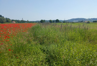 Blühender Streifen mit Mohn und Buntbrache