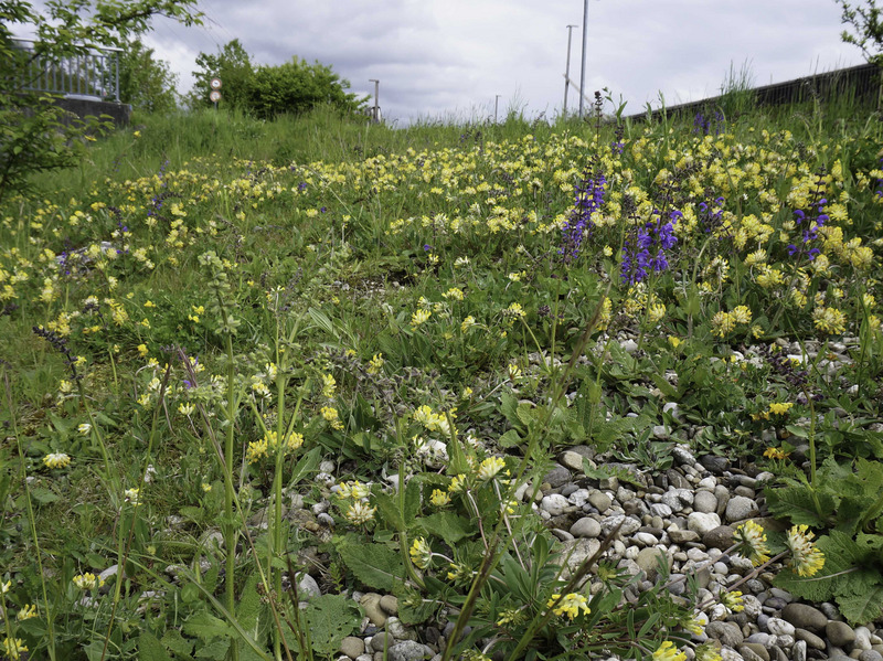 Blumenreiche Ruderalfläche