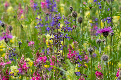 Aufnahme einer Blumenwiese